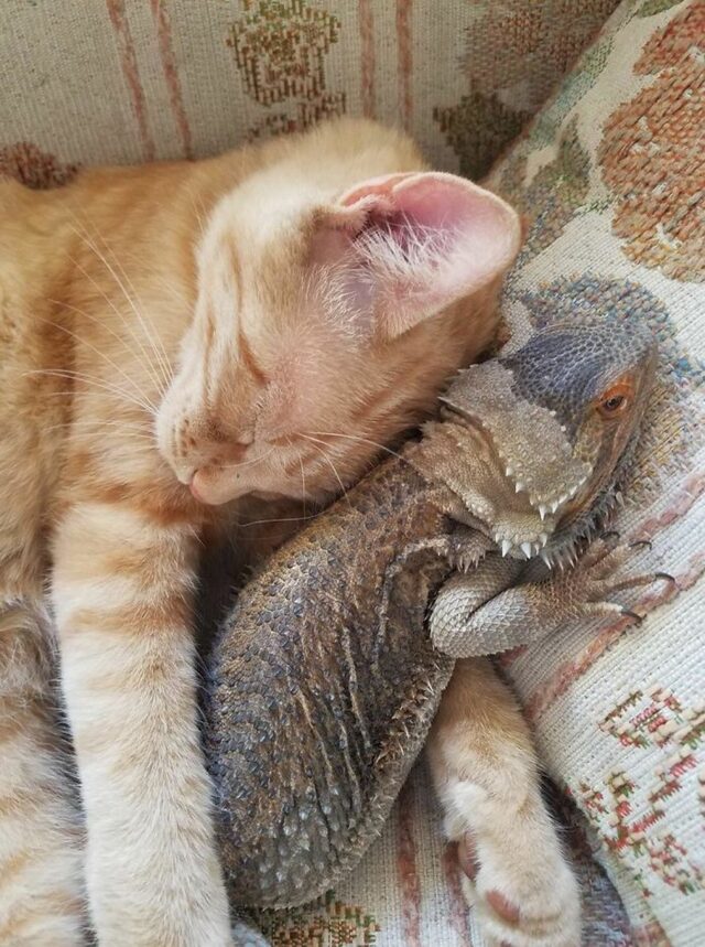 Ces chats qui ont rencontré des lézards vont te faire rigoler