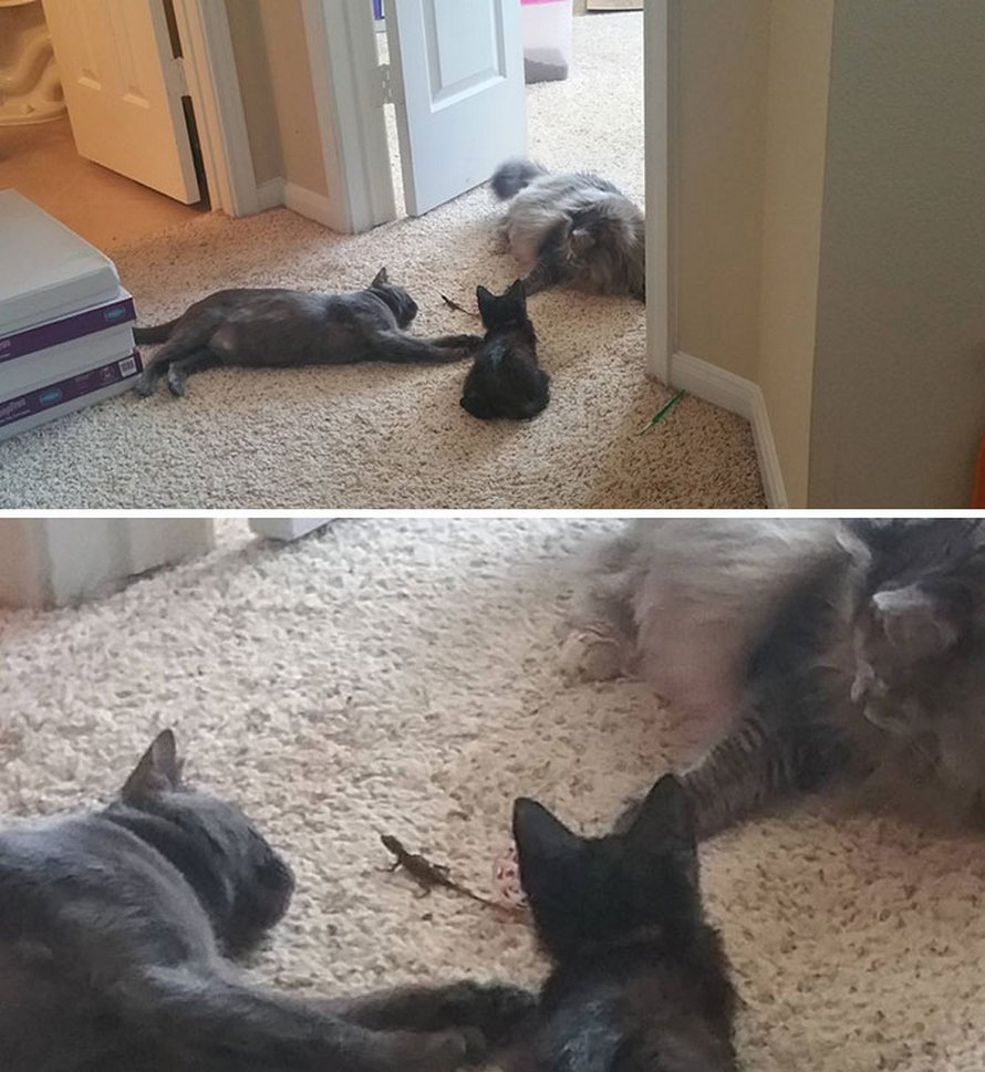Ces Chats Qui Ont Rencontre Des Lezards Vont Te Faire Rigoler Ipnoze