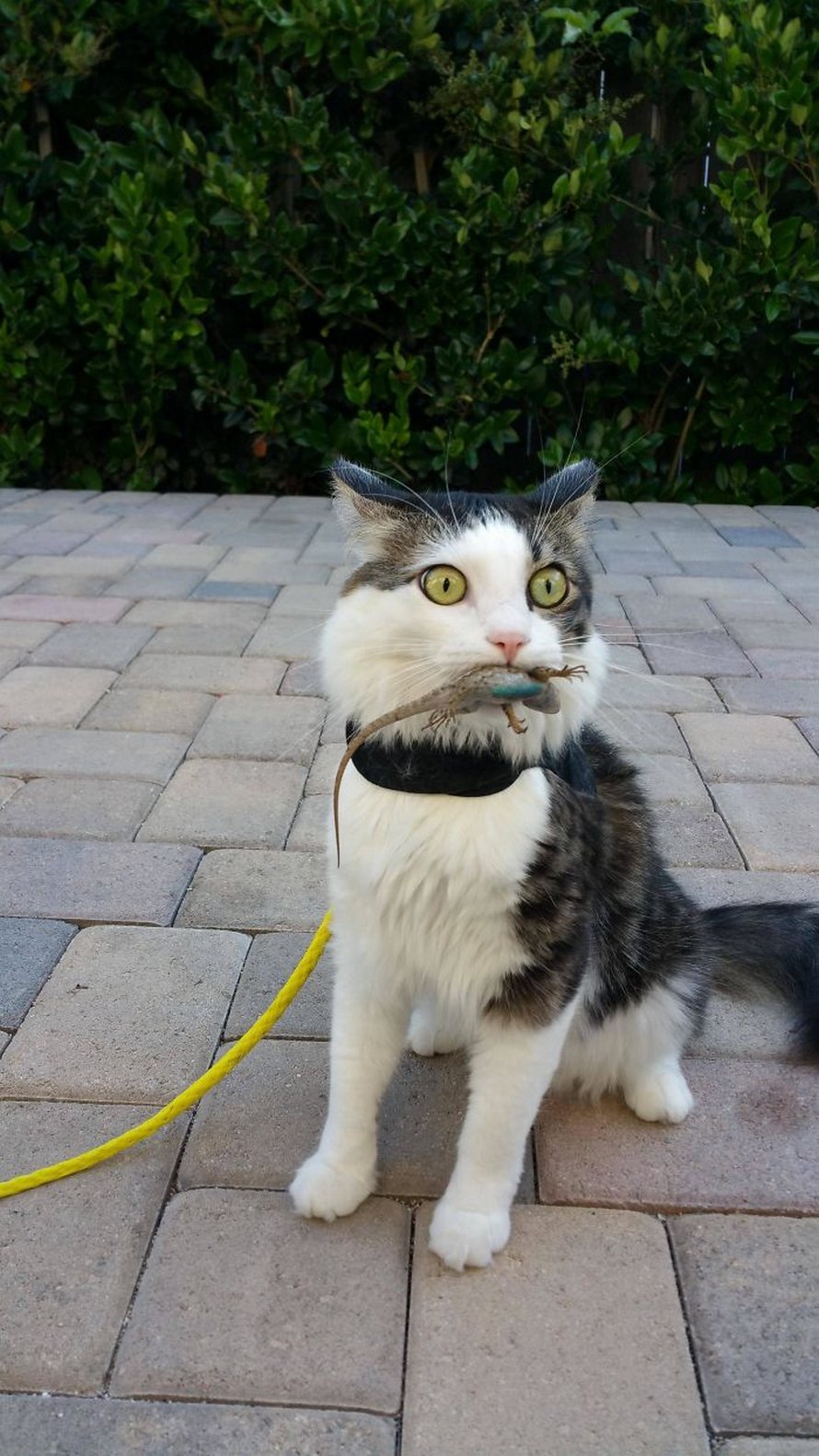 Ces chats qui ont rencontré des lézards vont te faire rigoler