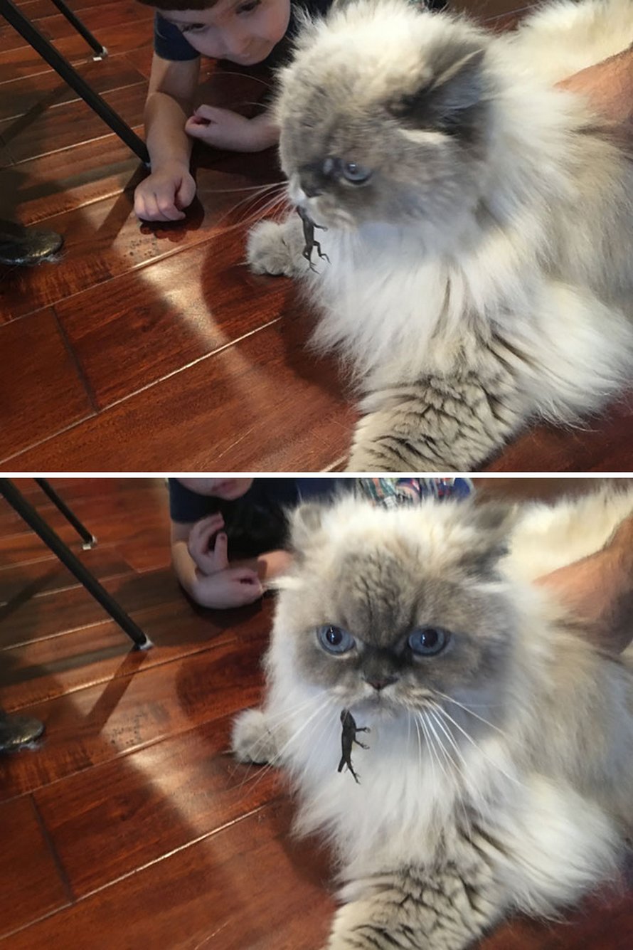 Ces chats qui ont rencontré des lézards vont te faire rigoler