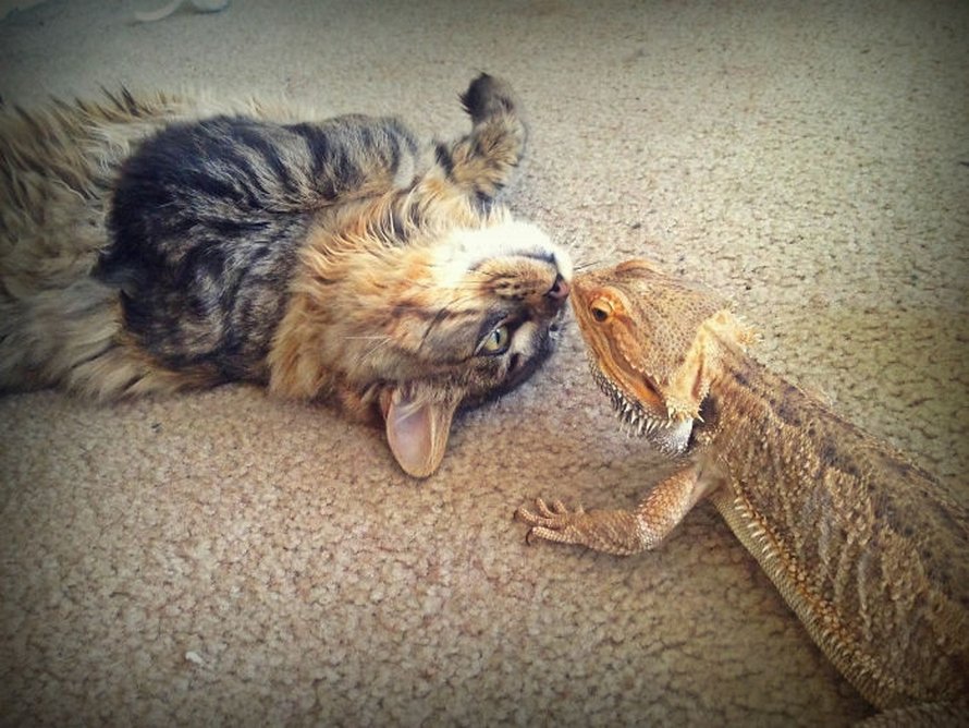 Ces chats qui ont rencontré des lézards vont te faire rigoler