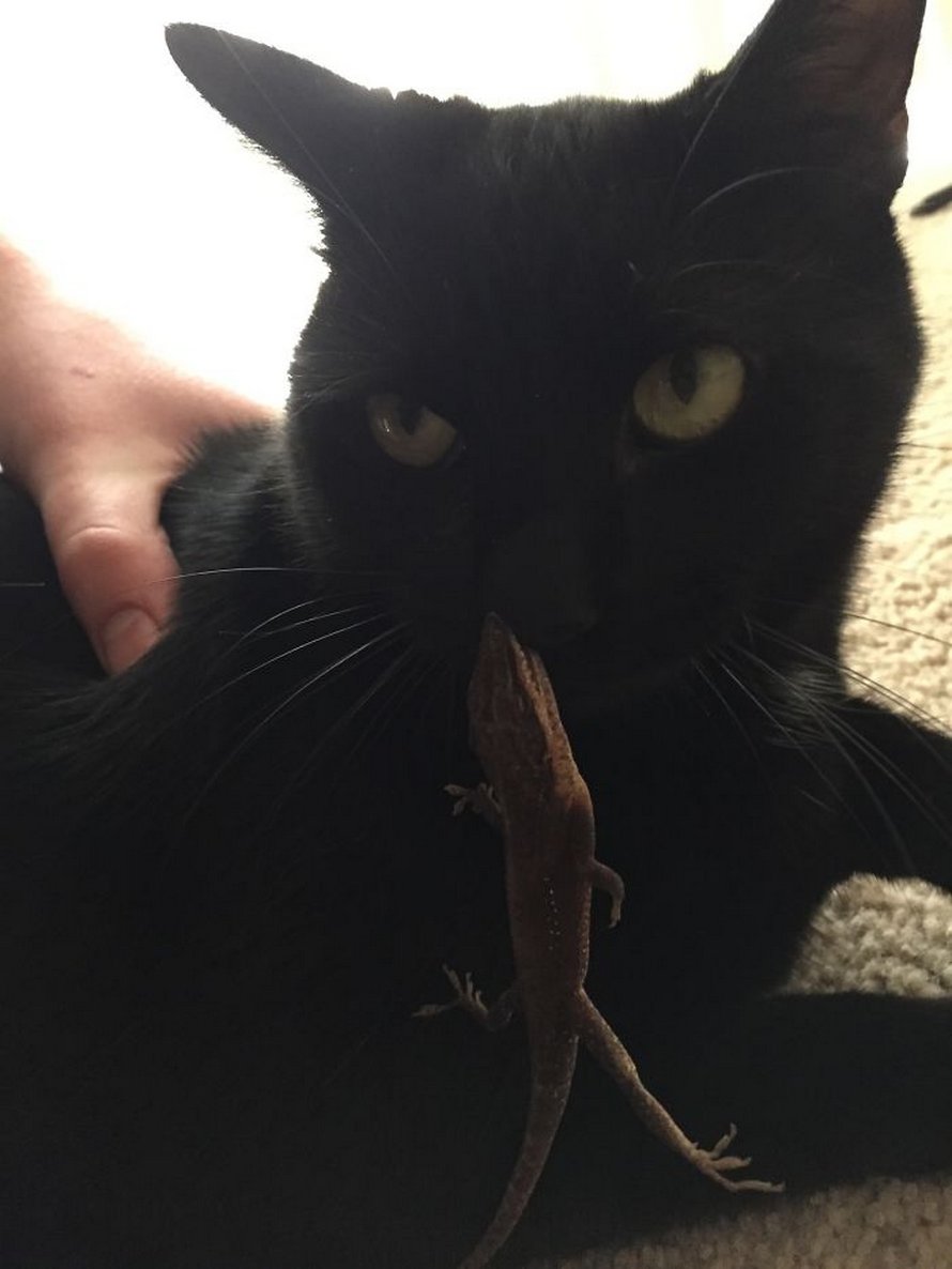 Ces chats qui ont rencontré des lézards vont te faire rigoler
