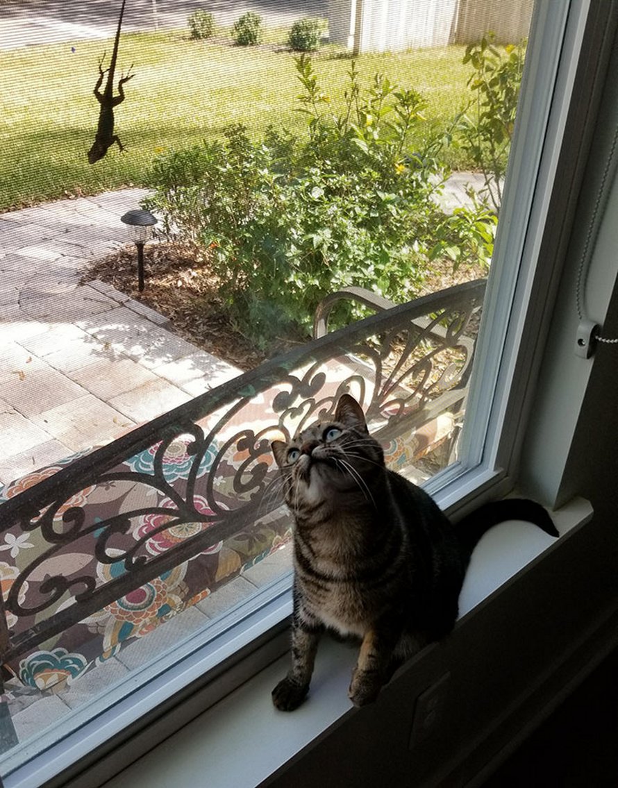 Ces chats qui ont rencontré des lézards vont te faire rigoler