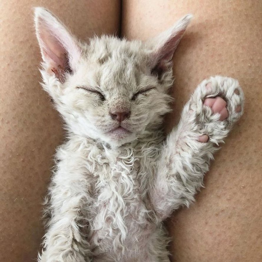 Ces chatons bouclés sont très différents de ceux que vous voyez normalement