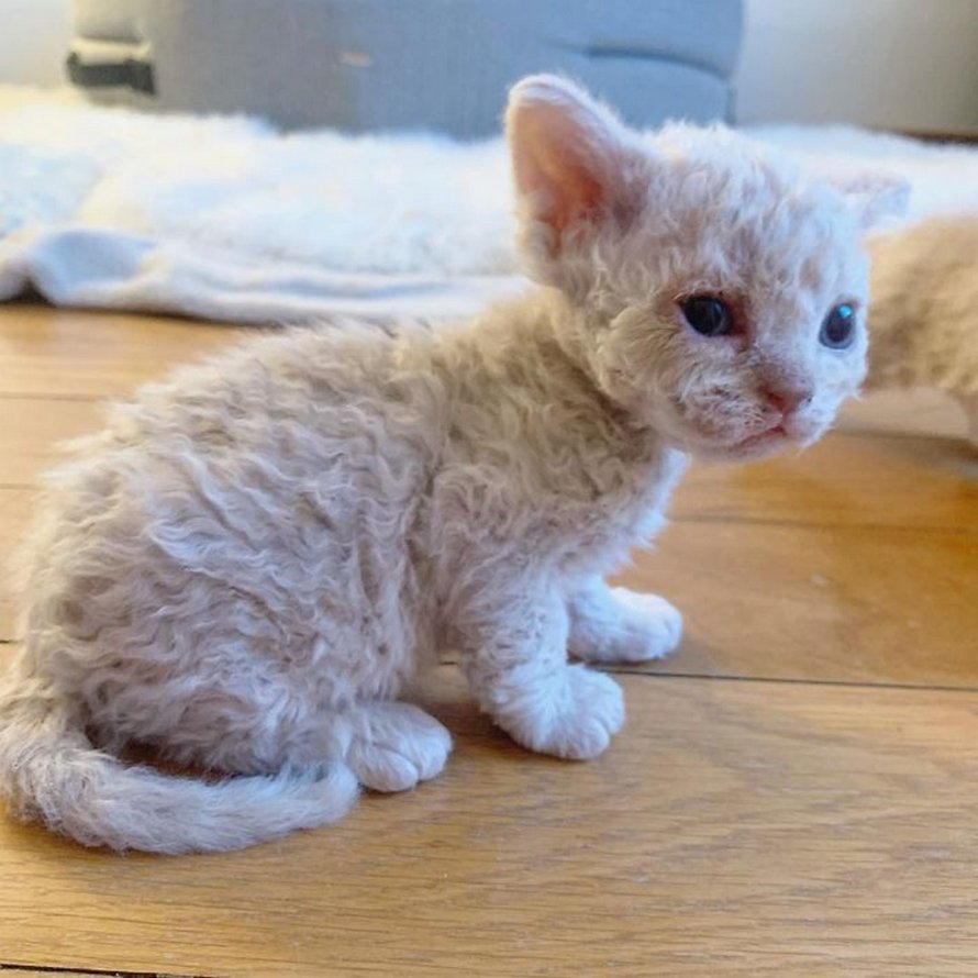 Ces chatons bouclés sont très différents de ceux que vous voyez normalement