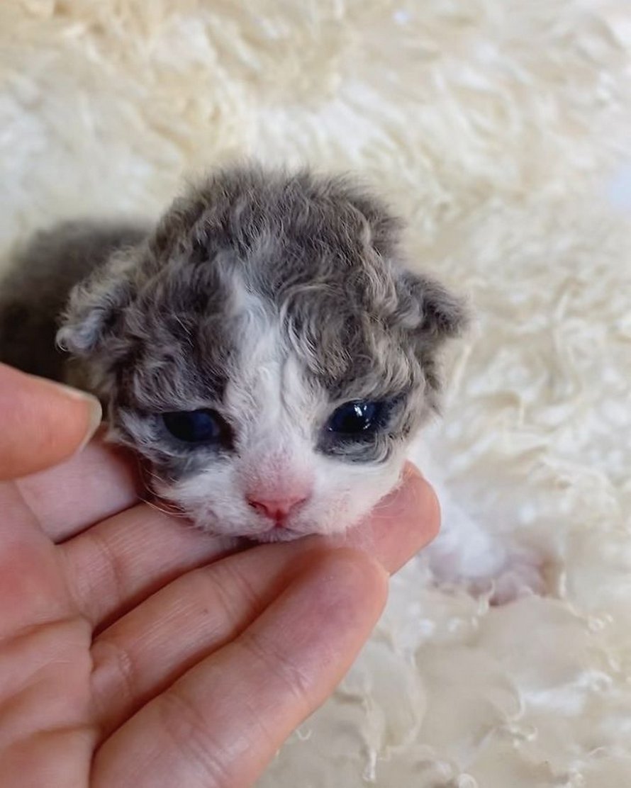 Ces chatons bouclés sont très différents de ceux que vous voyez normalement