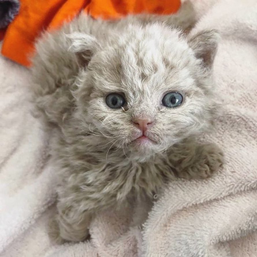 Ces chatons bouclés sont très différents de ceux que vous voyez normalement