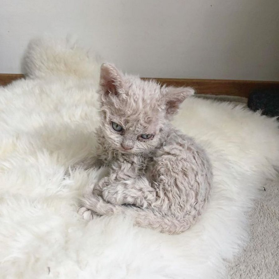 Ces chatons bouclés sont très différents de ceux que vous voyez normalement