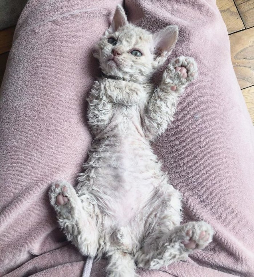 Ces chatons bouclés sont très différents de ceux que vous voyez normalement