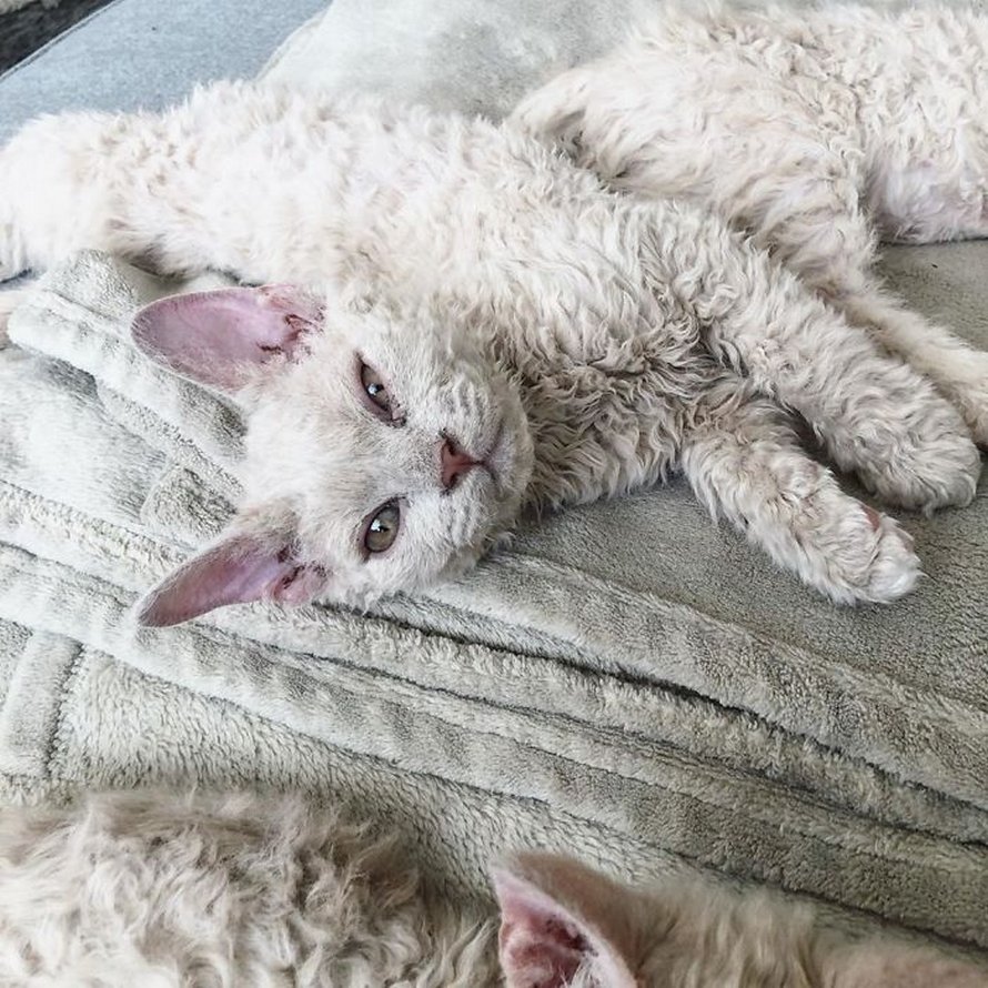 Ces chatons bouclés sont très différents de ceux que vous voyez normalement