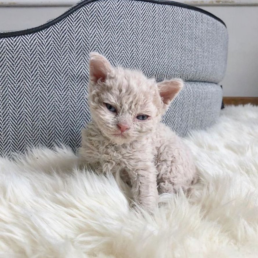 Ces chatons bouclés sont très différents de ceux que vous voyez normalement
