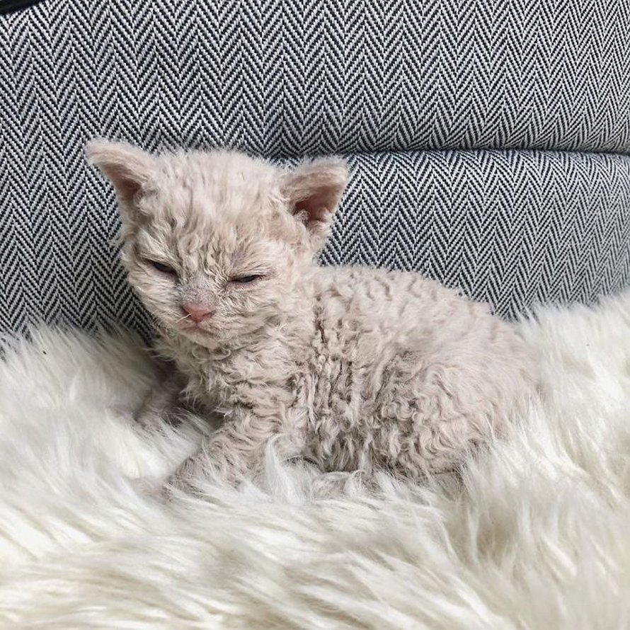 Ces chatons bouclés sont très différents de ceux que vous voyez normalement