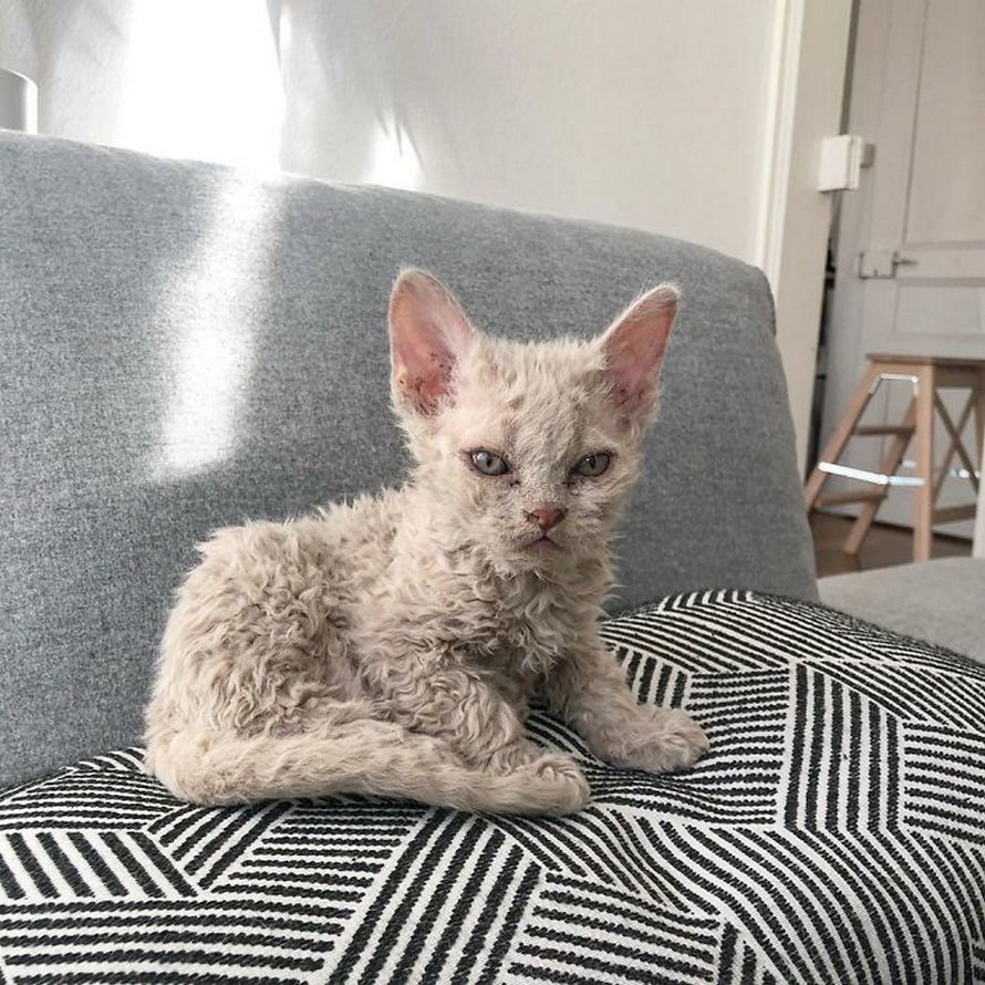 Ces chatons bouclés sont très différents de ceux que vous voyez normalement