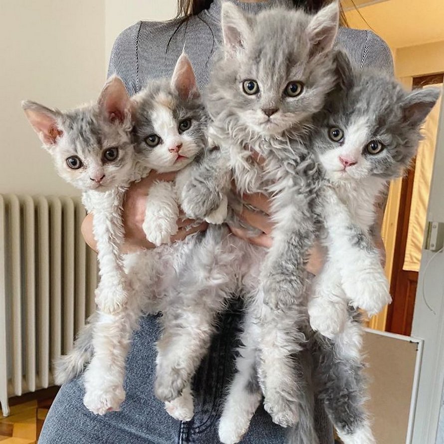 Ces chatons bouclés sont très différents de ceux que vous voyez normalement