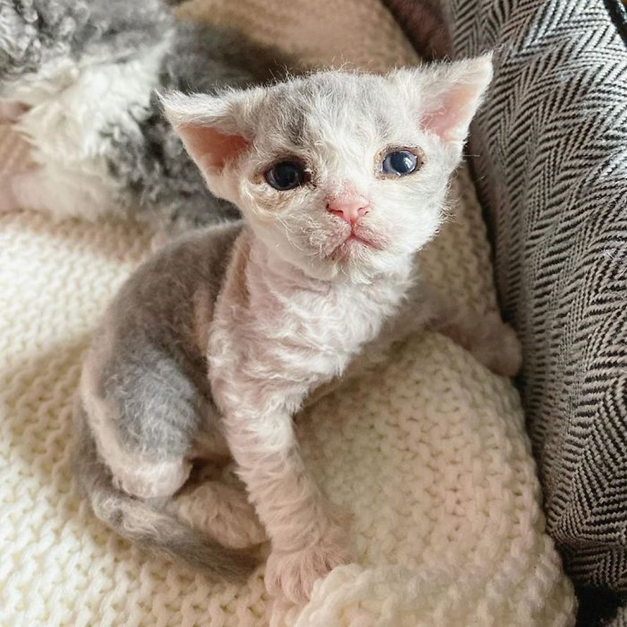 Ces chatons bouclés sont très différents de ceux que vous voyez normalement