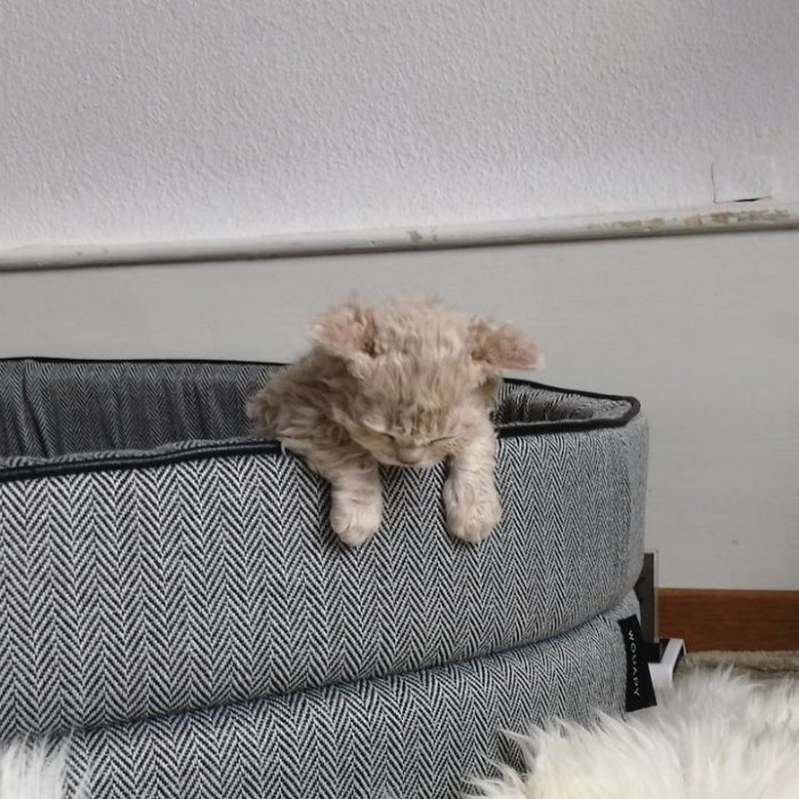 Ces chatons bouclés sont très différents de ceux que vous voyez normalement