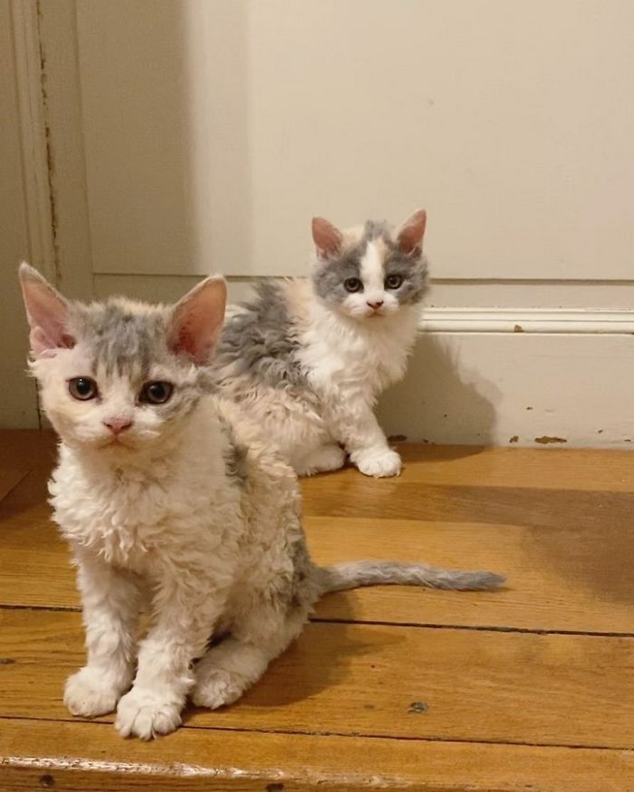 Ces chatons bouclés sont très différents de ceux que vous voyez normalement