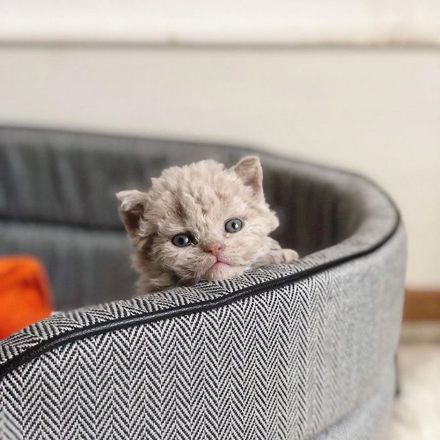 Ces chatons bouclés sont très différents de ceux que vous voyez normalement