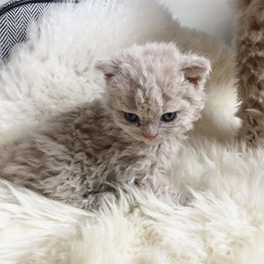 Ces chatons bouclés sont très différents de ceux que vous voyez normalement