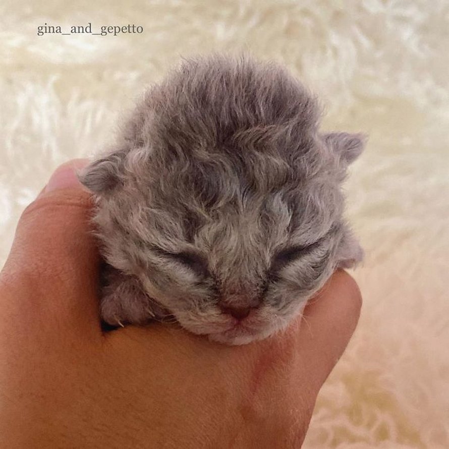 Ces chatons bouclés sont très différents de ceux que vous voyez normalement