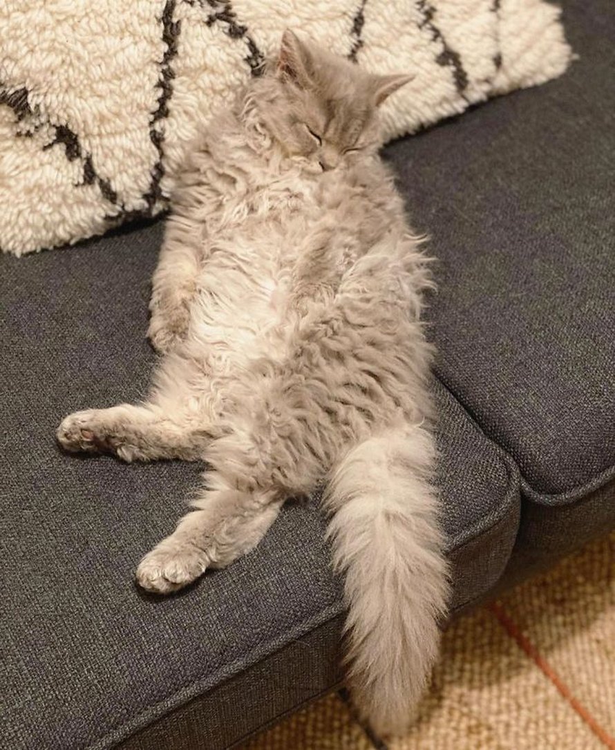 Ces chatons bouclés sont très différents de ceux que vous voyez normalement