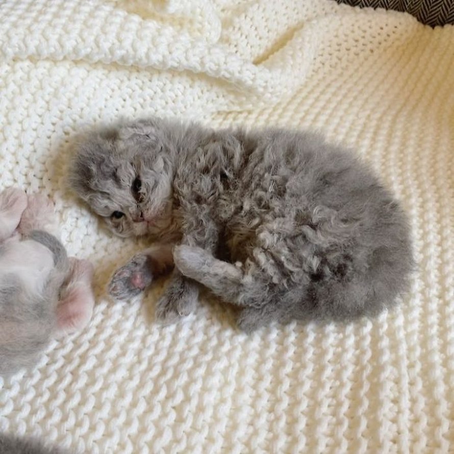 Ces chatons bouclés sont très différents de ceux que vous voyez normalement