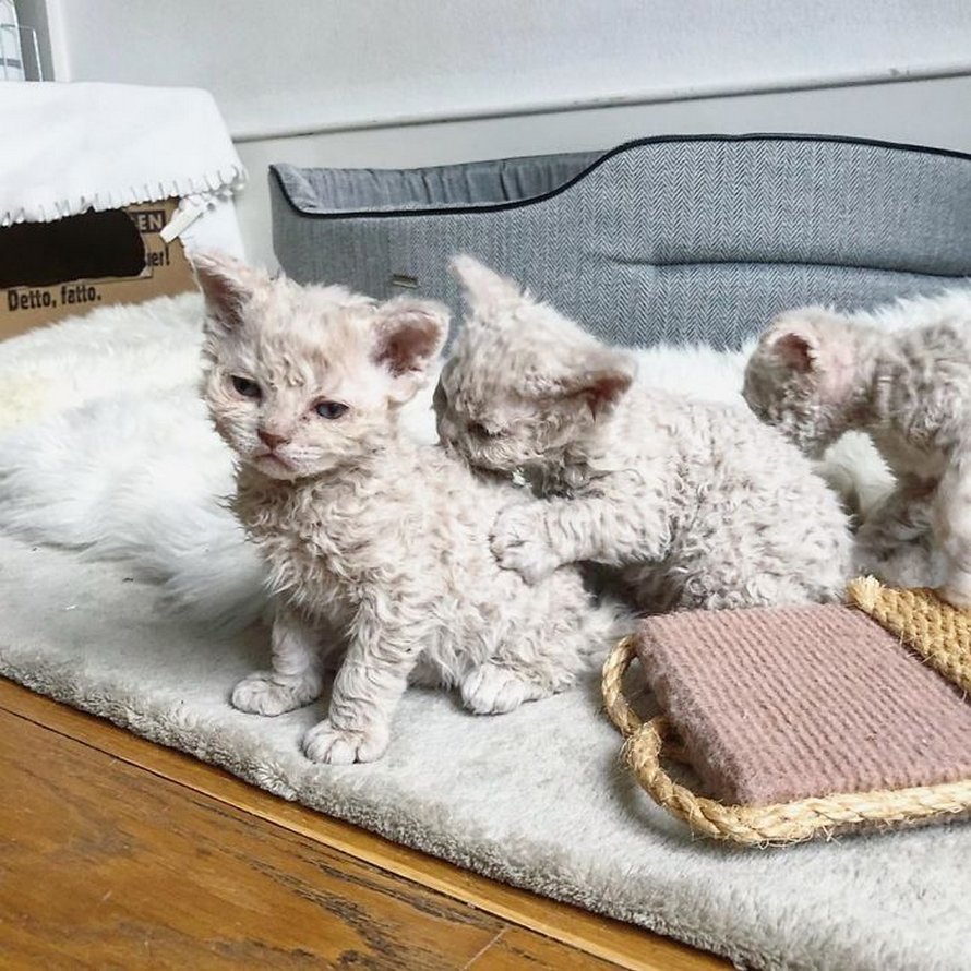 Ces chatons bouclés sont très différents de ceux que vous voyez normalement