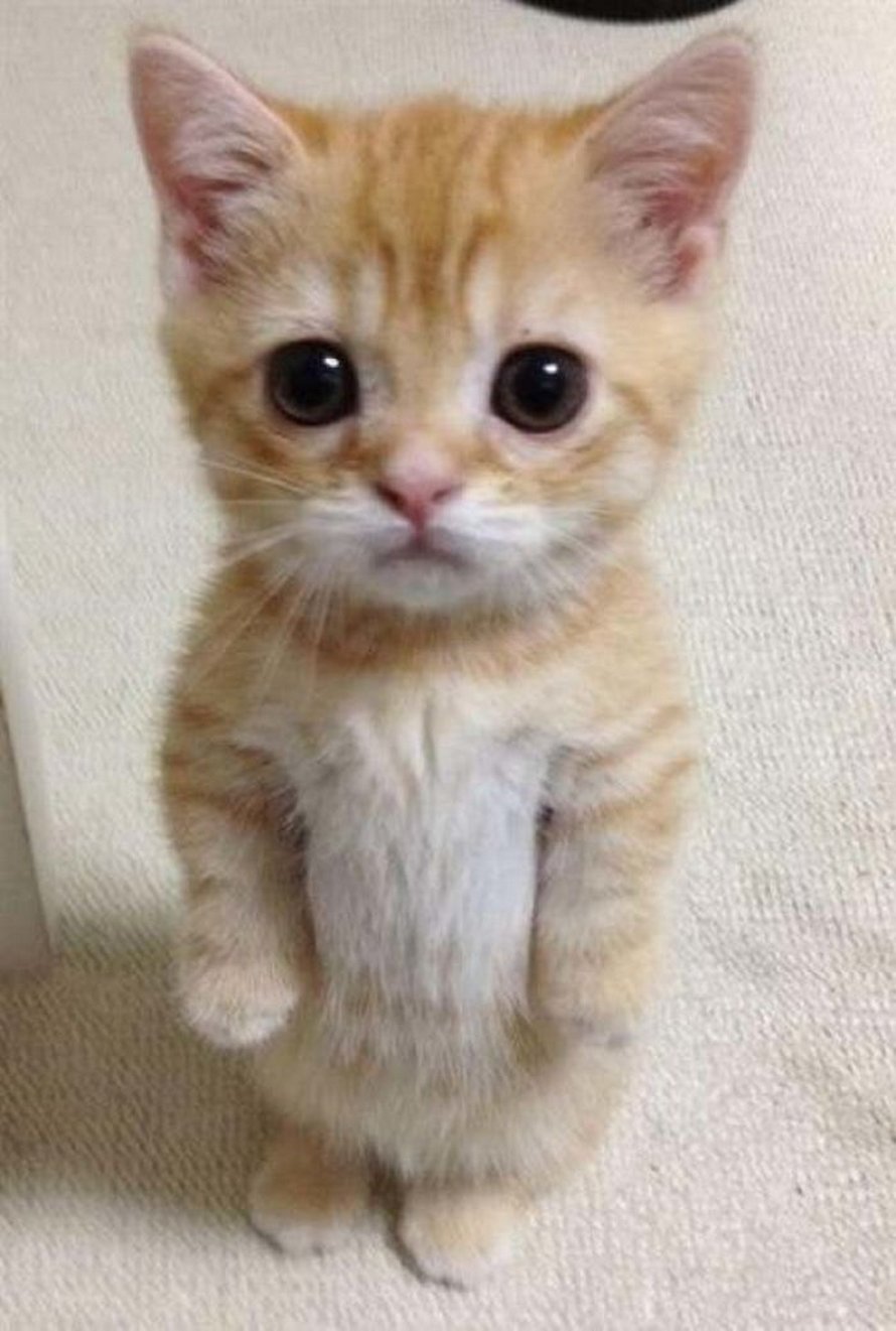 Ces chats qui font semblant d’être des manchots sont mignons et hilarants
