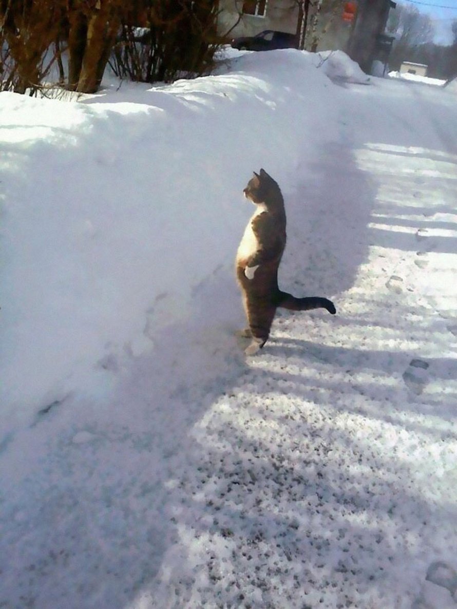 Ces chats qui font semblant d’être des manchots sont mignons et hilarants