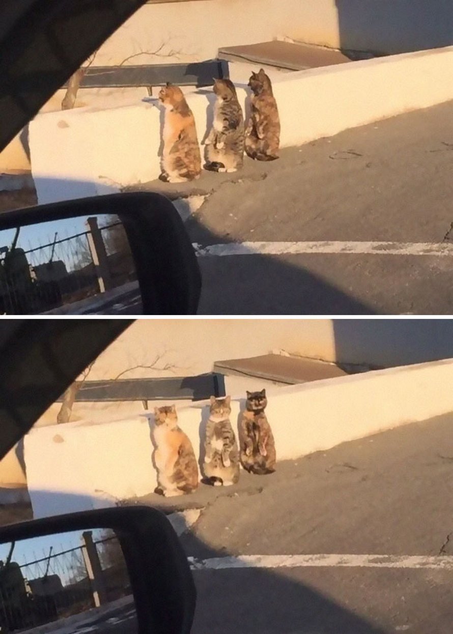Ces chats qui font semblant d’être des manchots sont mignons et hilarants