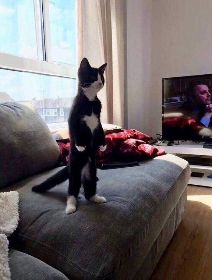 Ces chats qui font semblant d’être des manchots sont mignons et hilarants