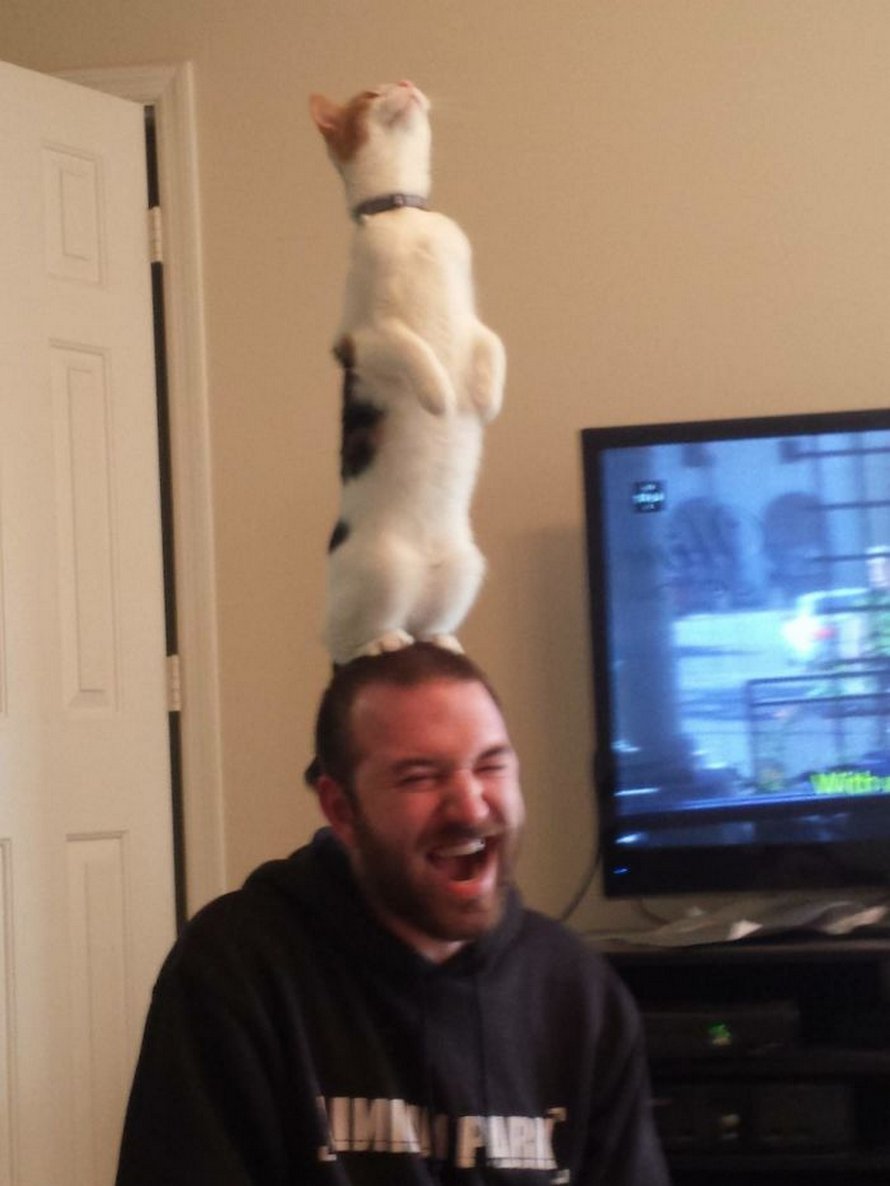 Ces chats qui font semblant d’être des manchots sont mignons et hilarants