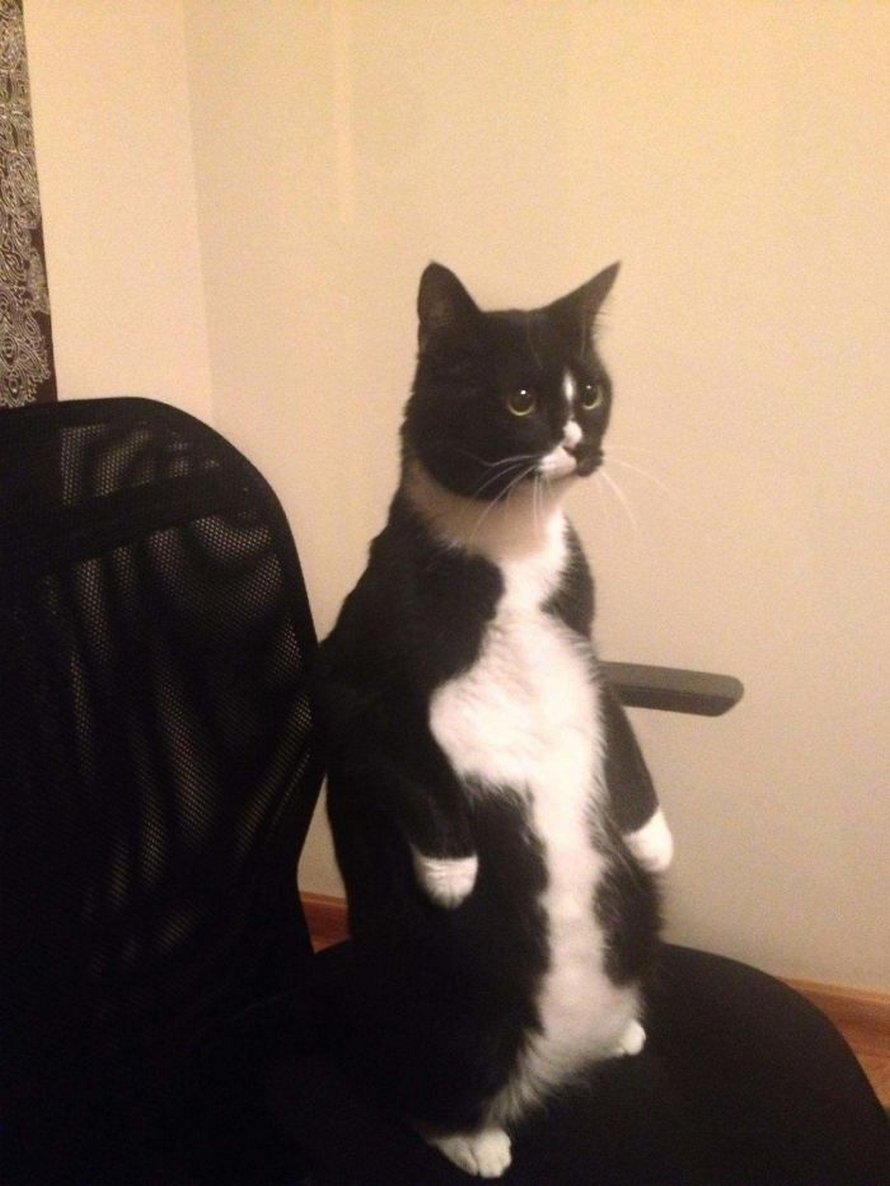 Ces chats qui font semblant d’être des manchots sont mignons et hilarants