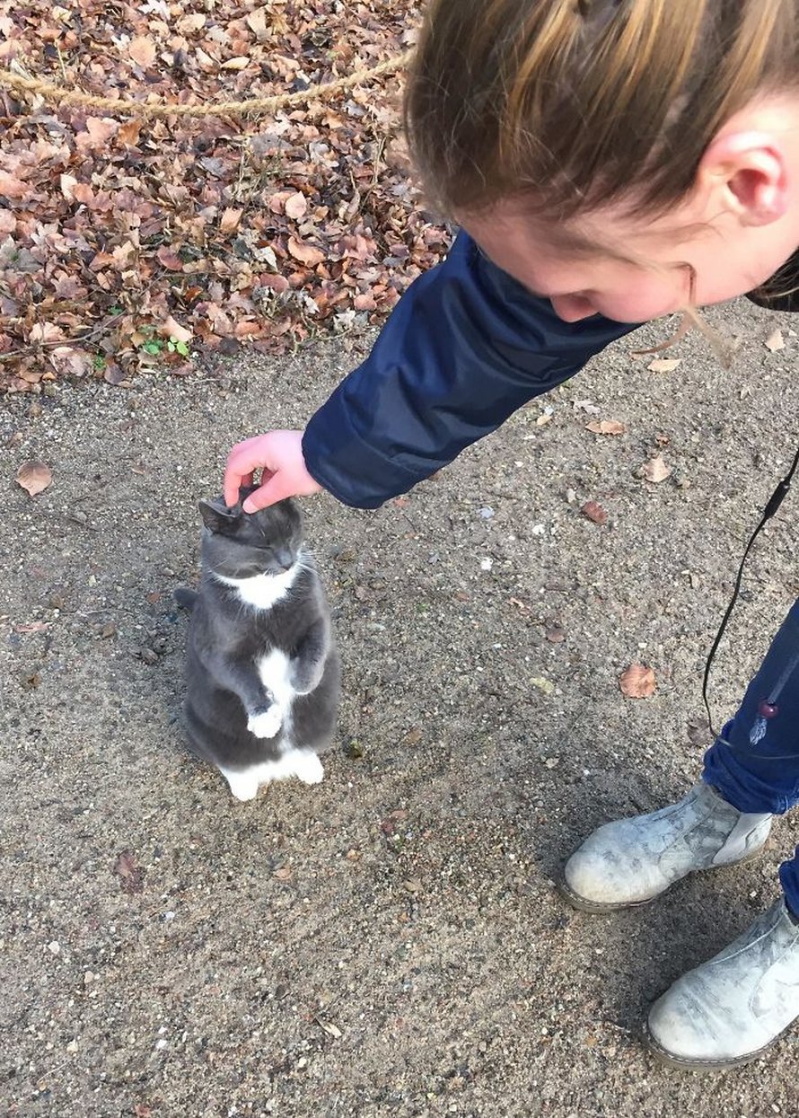 Ces chats qui font semblant d’être des manchots sont mignons et hilarants