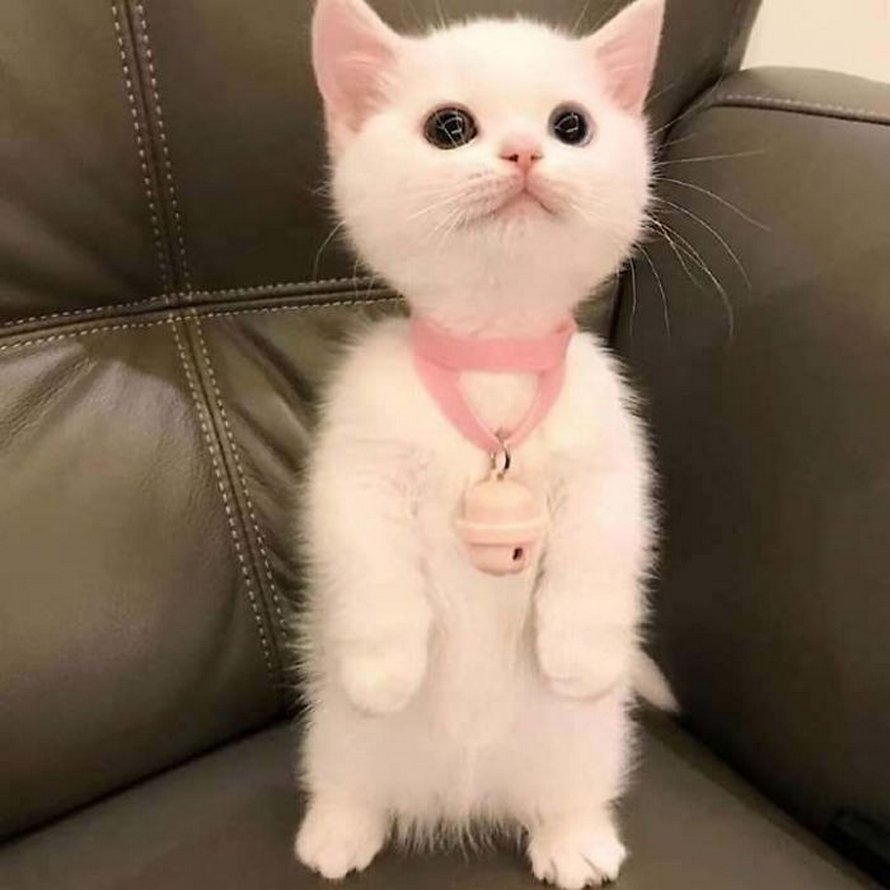 Ces chats qui font semblant d’être des manchots sont mignons et hilarants