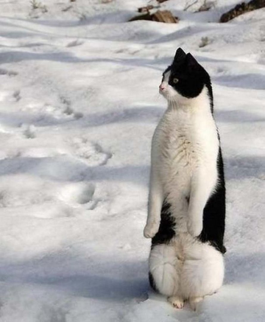 Ces chats qui font semblant d’être des manchots sont mignons et hilarants
