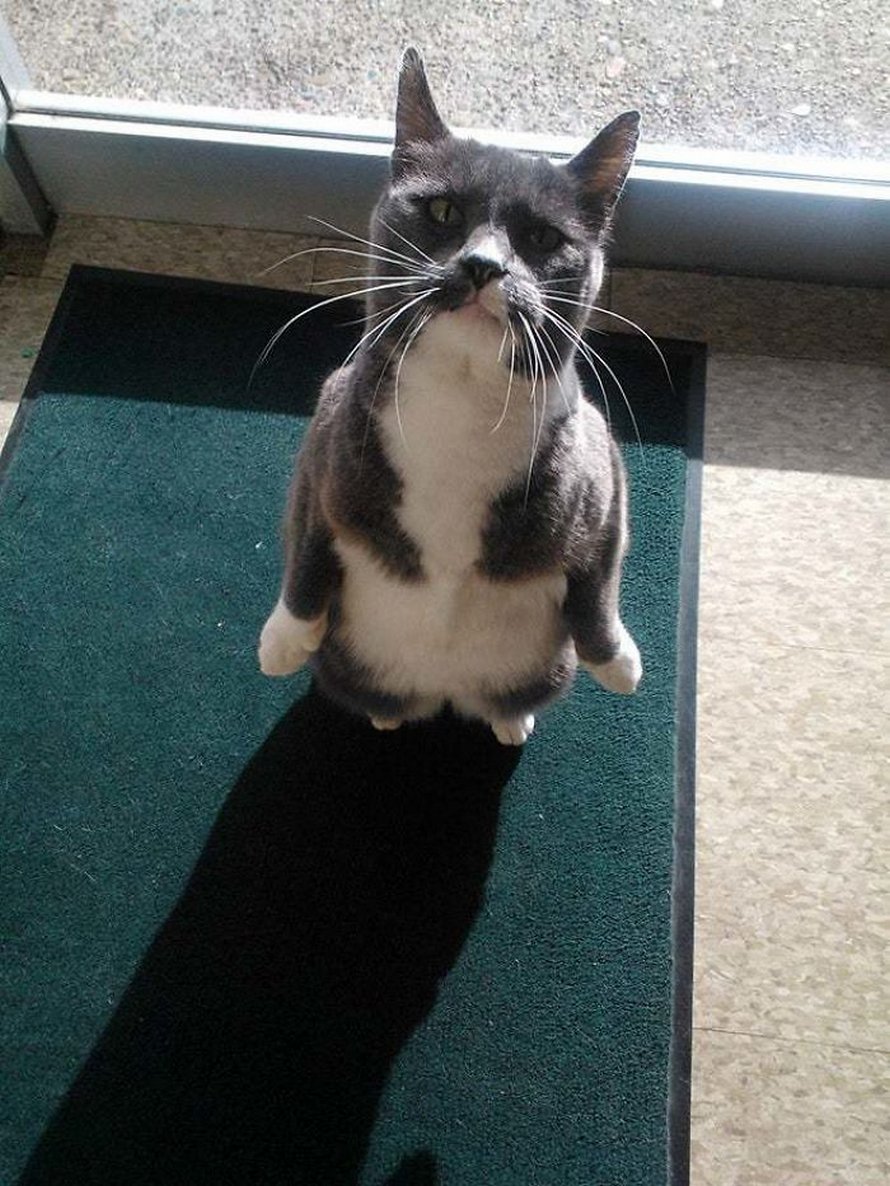 Ces chats qui font semblant d’être des manchots sont mignons et hilarants