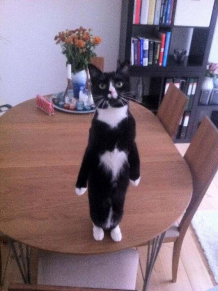 Ces chats qui font semblant d’être des manchots sont mignons et hilarants