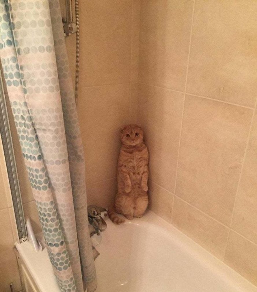 Ces chats qui font semblant d’être des manchots sont mignons et hilarants