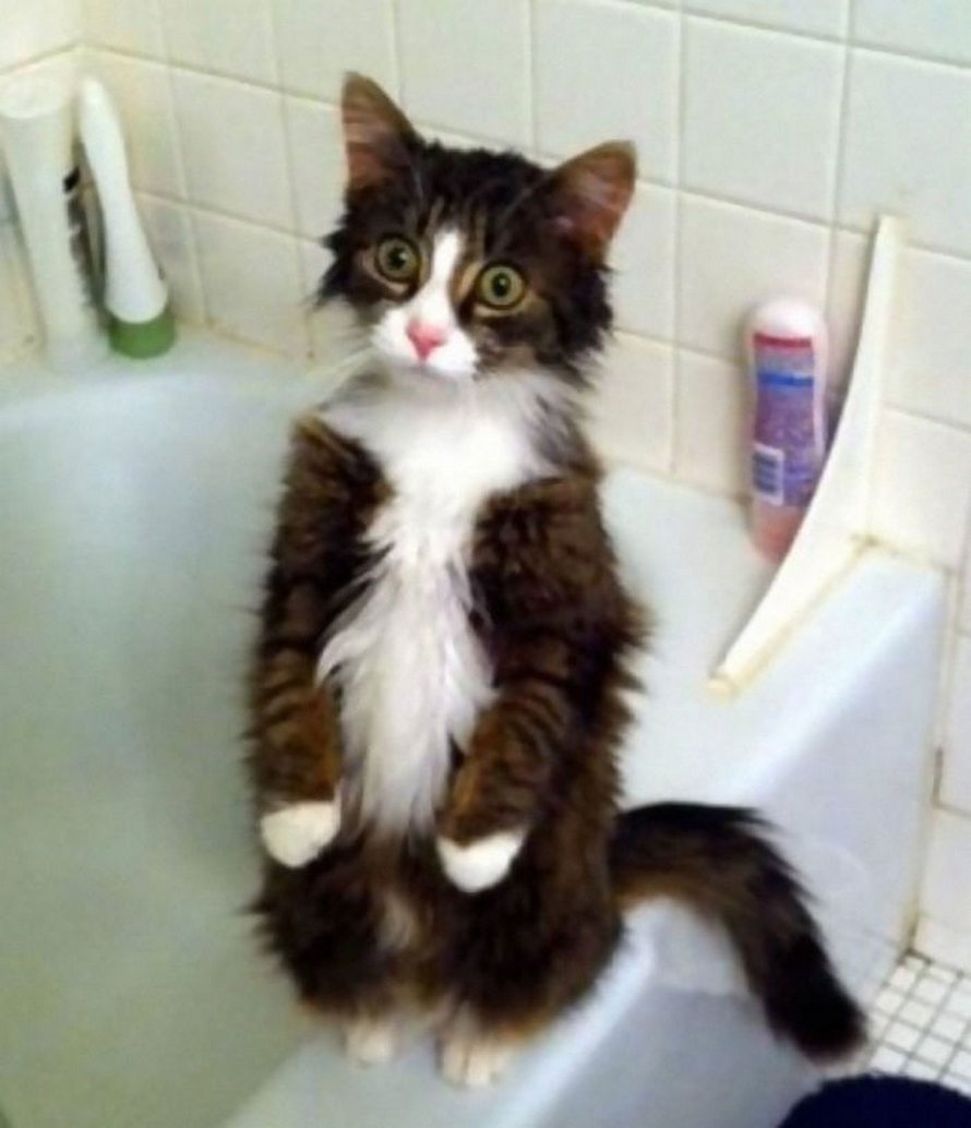 Ces chats qui font semblant d’être des manchots sont mignons et hilarants