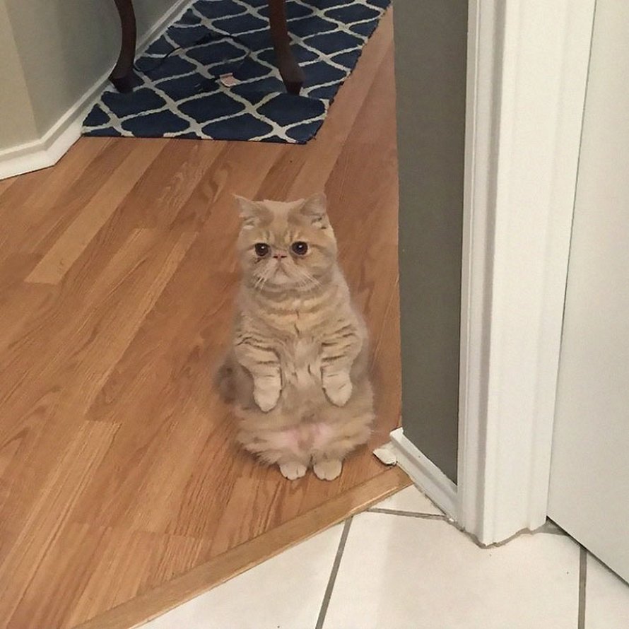 Ces chats qui font semblant d’être des manchots sont mignons et hilarants