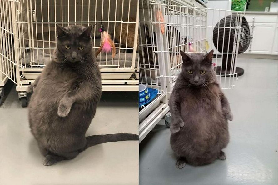 Ces chats qui font semblant d’être des manchots sont mignons et hilarants