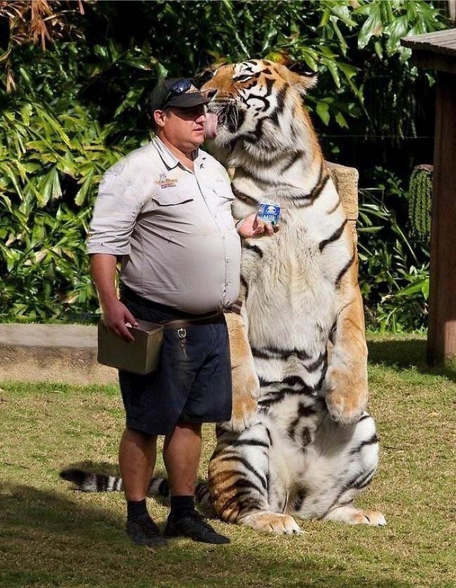 Ces chats qui font semblant d’être des manchots sont mignons et hilarants