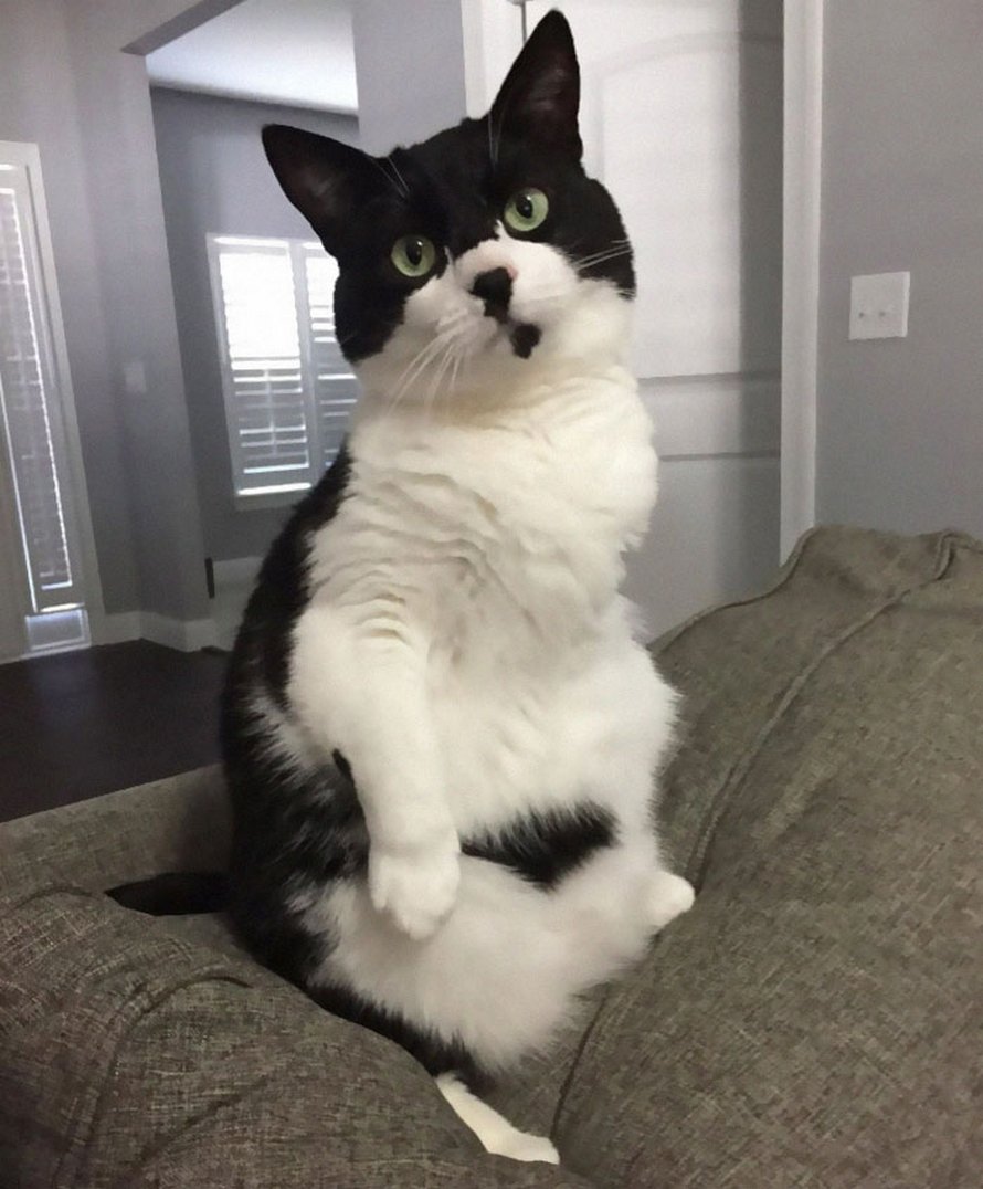 Ces chats qui font semblant d’être des manchots sont mignons et hilarants