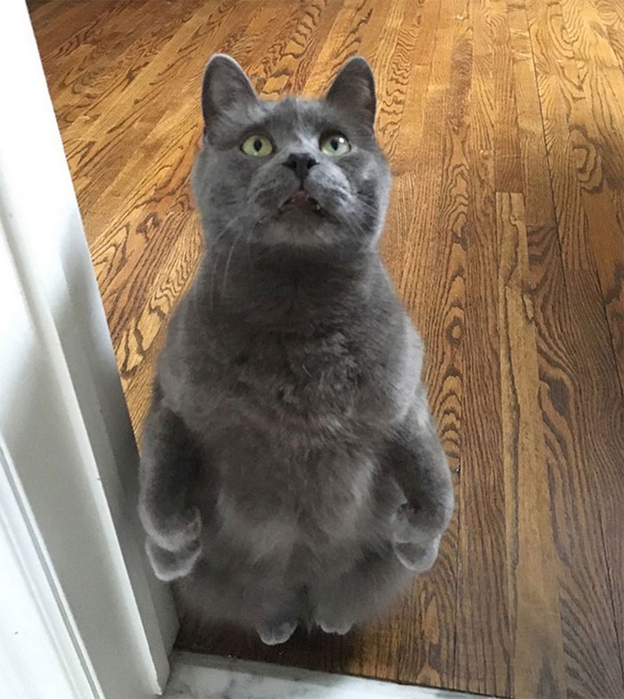 Ces chats qui font semblant d’être des manchots sont mignons et hilarants