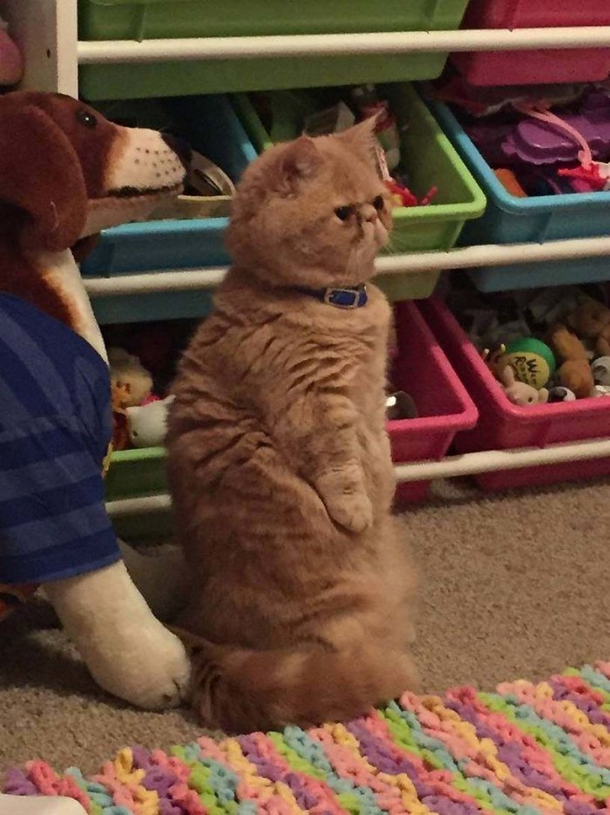 Ces chats qui font semblant d’être des manchots sont mignons et hilarants