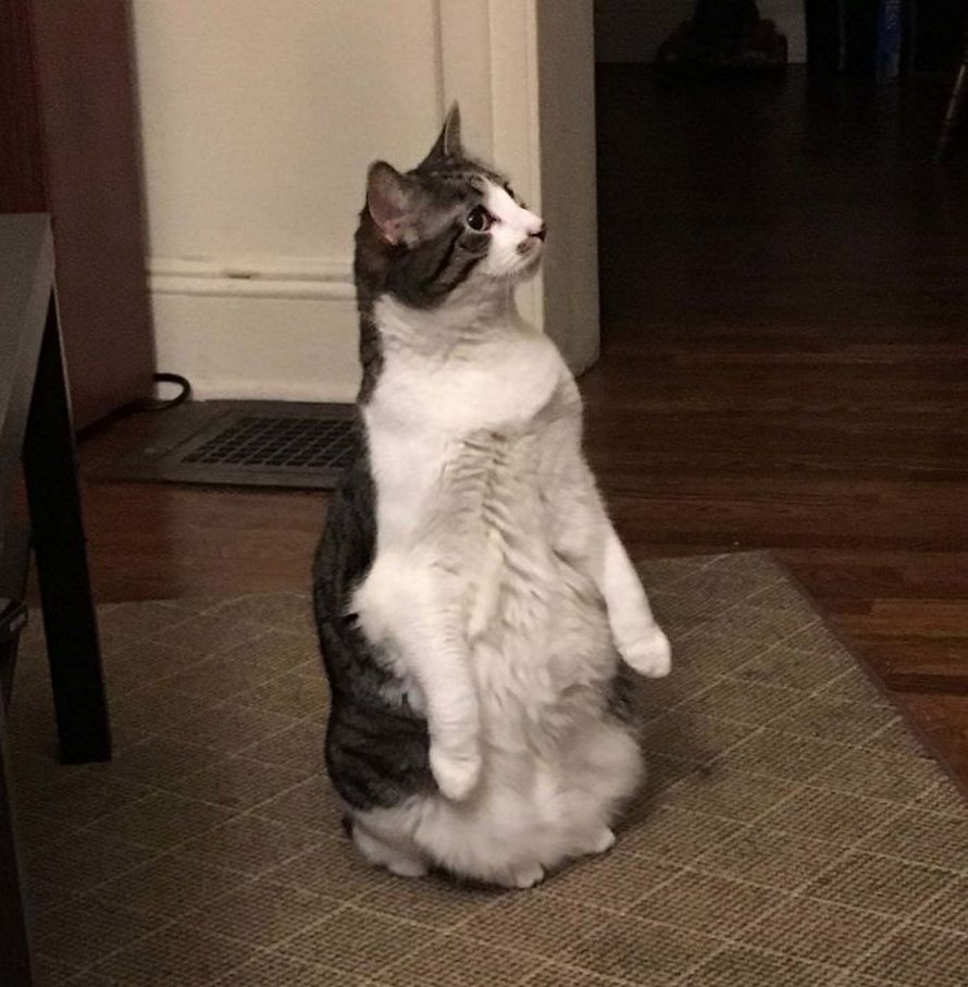 Ces chats qui font semblant d’être des manchots sont mignons et hilarants