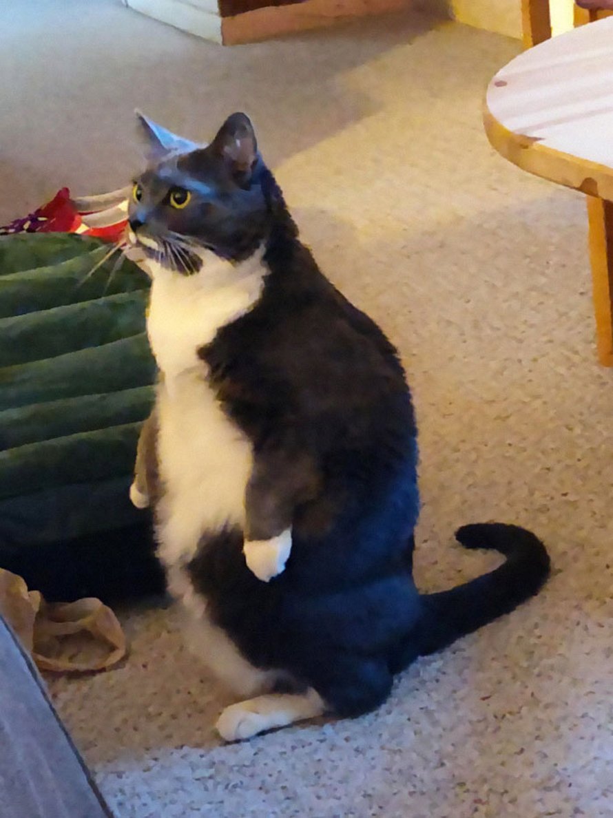 Ces chats qui font semblant d’être des manchots sont mignons et hilarants