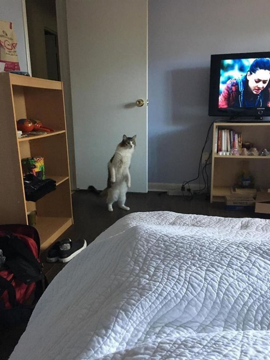 Ces chats qui font semblant d’être des manchots sont mignons et hilarants