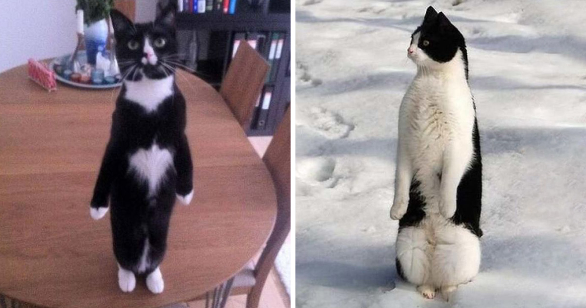 Ces chats qui font semblant d’être des manchots sont mignons et hilarants